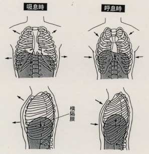 図２　腹式呼吸時の横隔膜の動き（ストレッチ）